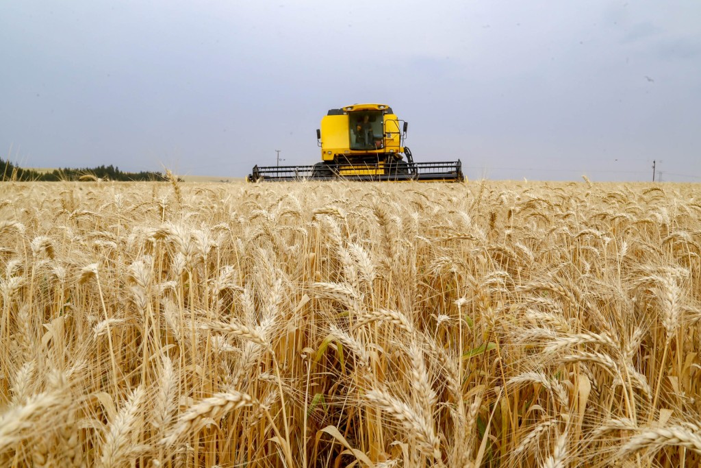 Safra de trigo do Paraná deve ser a maior da história: crescimento de 27%